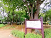 つつじ公園