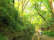 等々力渓谷日本庭園