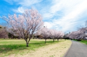 野川公園　桜
