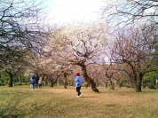 梅の木公園