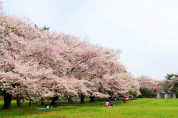 お花見スポット 野川