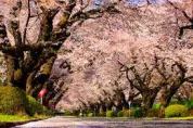 お花見スポット 国際基督教大学