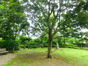 松庵わかくさ公園