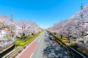 大学通り 桜並木